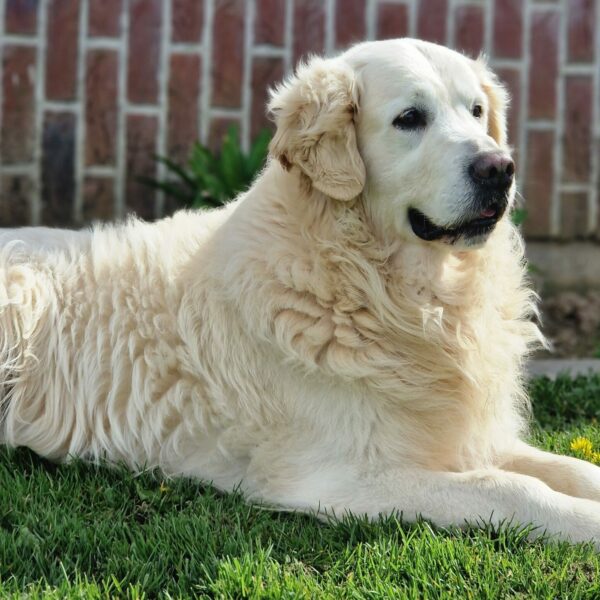 photo-jack-golden-retriever-hameau-de-crecques