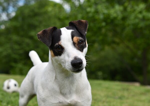 Crédit : Envato, page chiots jack russell terrier, page jack russell terrier