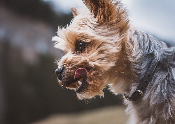 Crédit : Pixabay, page yorkshire terrier