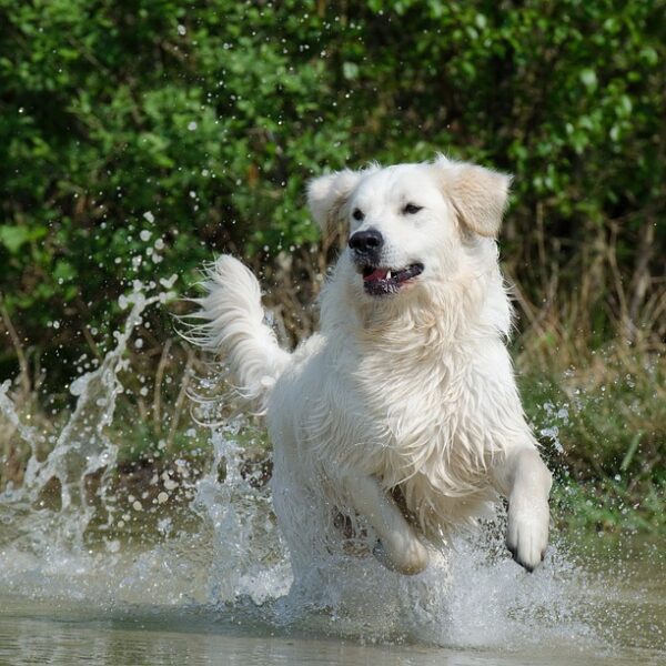 golden-retriever-672814_640