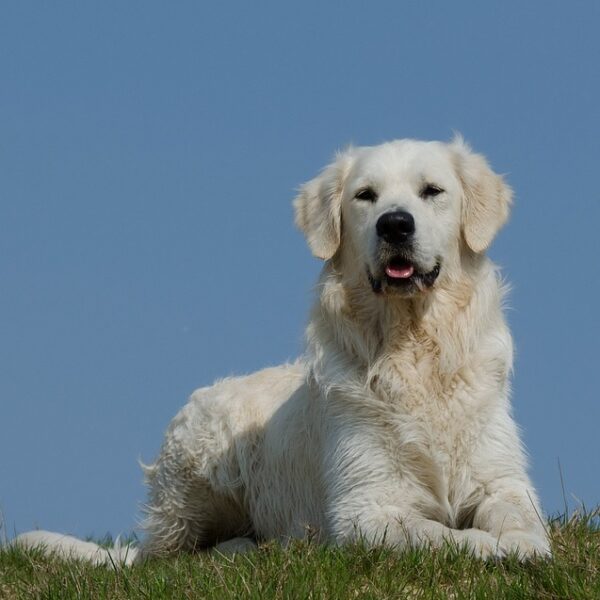 chien golden retriever