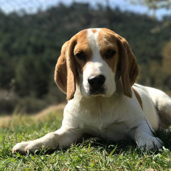 Photo-beagle