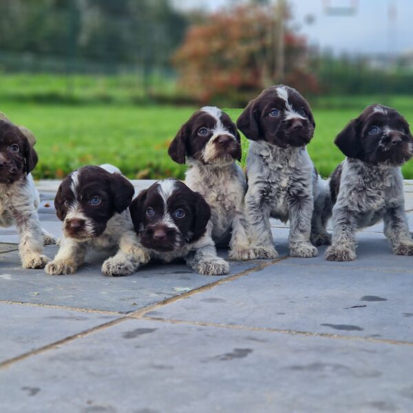 photo-chiots-griffon-elevage-du-hameau-de-crecques