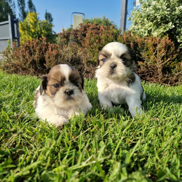 portee-de-shih-tzu-elevage-hameau-de-crecques