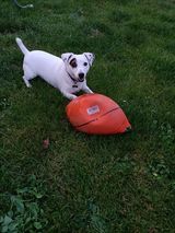 photo-jack-russell-terrier-ballon-dans-l-herbe