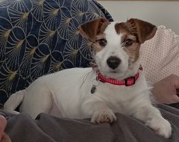 photo-jack-russel-terrier-couche-canape