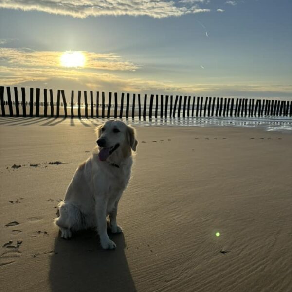 photo-golden-retriever