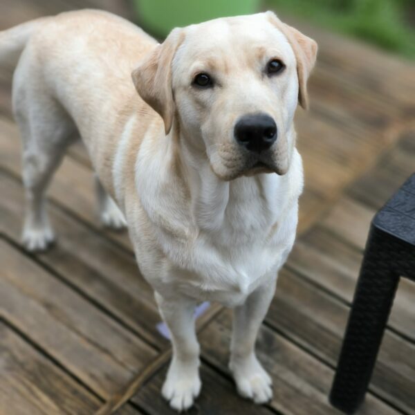 Crédit : Élevage du Hameau de Crecques, page chiots labrador retriever