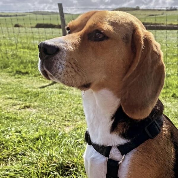 photo-chien-beagle