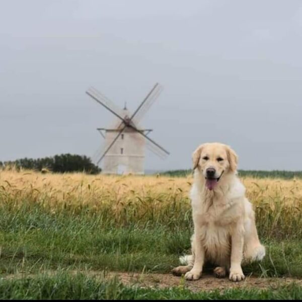 photo-golden-retriever