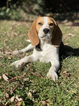 photo-chien-beagle-elevage-du-hameau-de-crecques