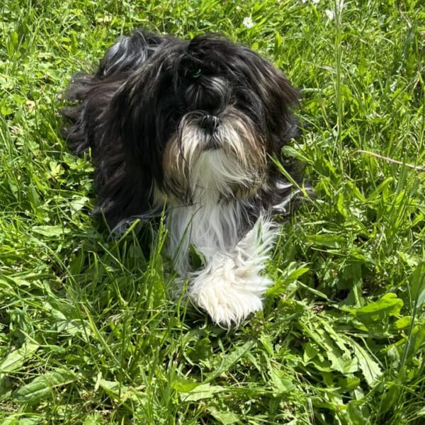 photo-lhassa-apso