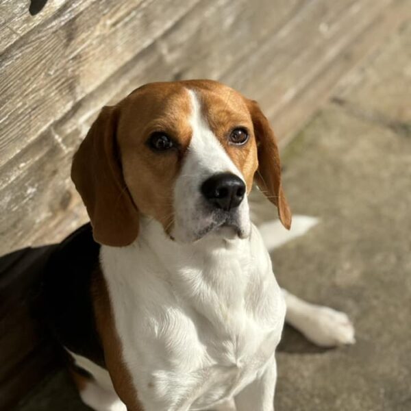 photo-beagle