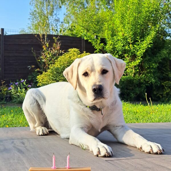 photo-labrador-retriever