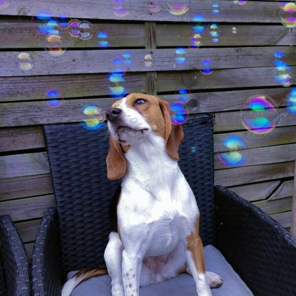 photo-beagle-qui-joue-bulles