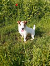 photo-chien-jack-russell-terrier-assis-dans-l-herbe