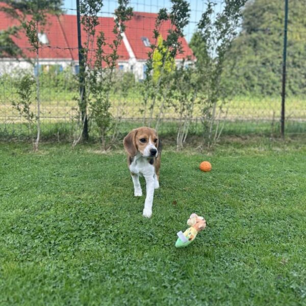 photo-beagle-qui-joue