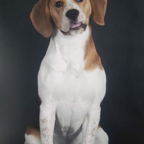 photo-chien-beagle-assis