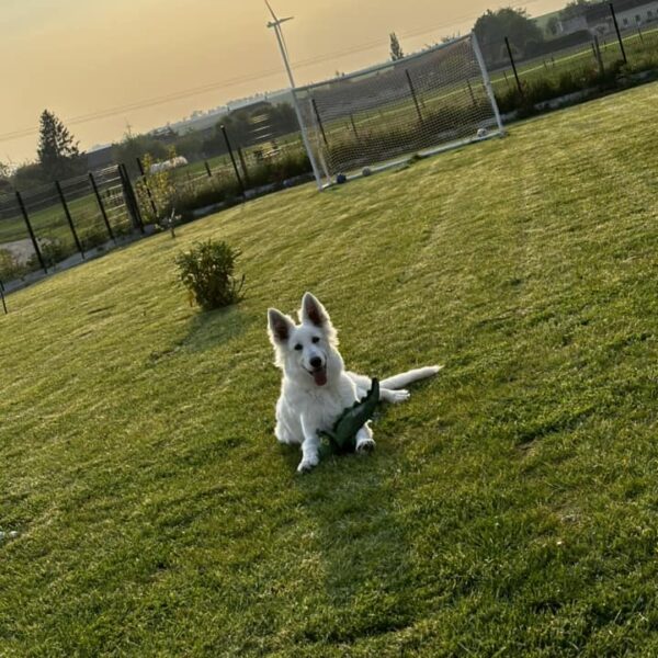 photo-berger-blanc-suisse