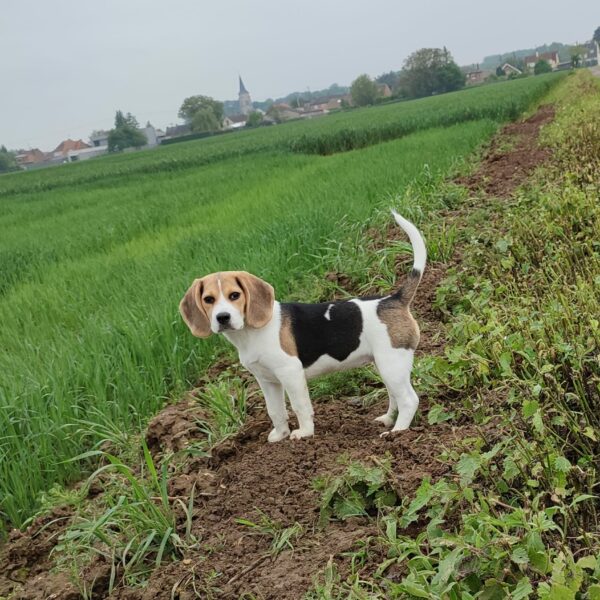 photo-beagle