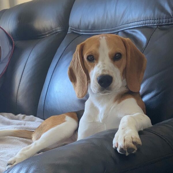 photo-beagle-couche-dans-un-canape