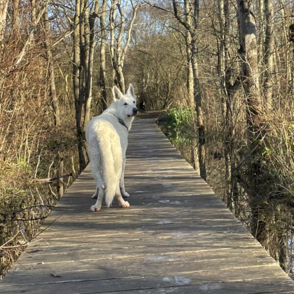 photo-berger-blanc-suisse