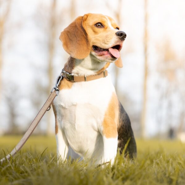 photo-beagle