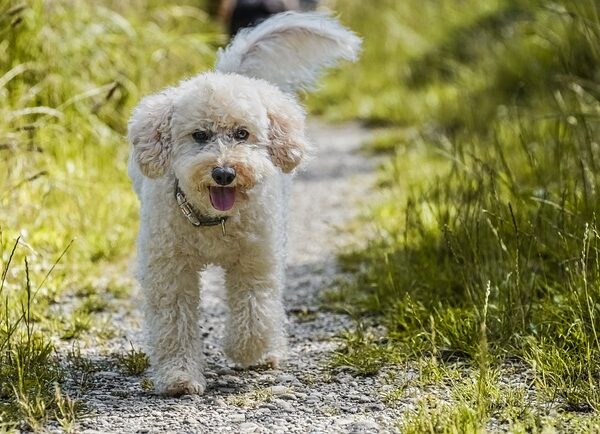 photo-caniche