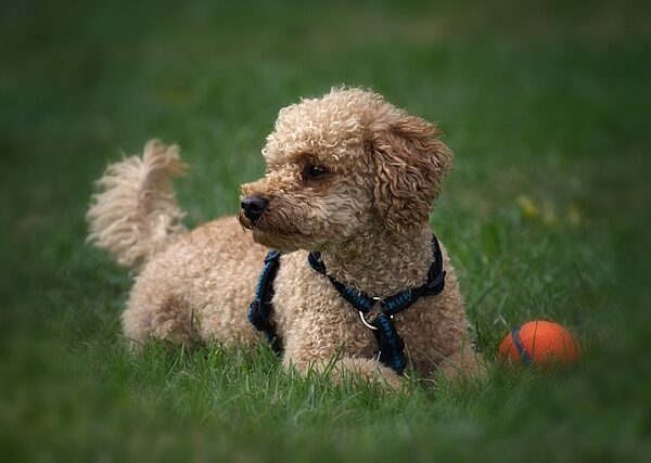 photo-caniche-nain