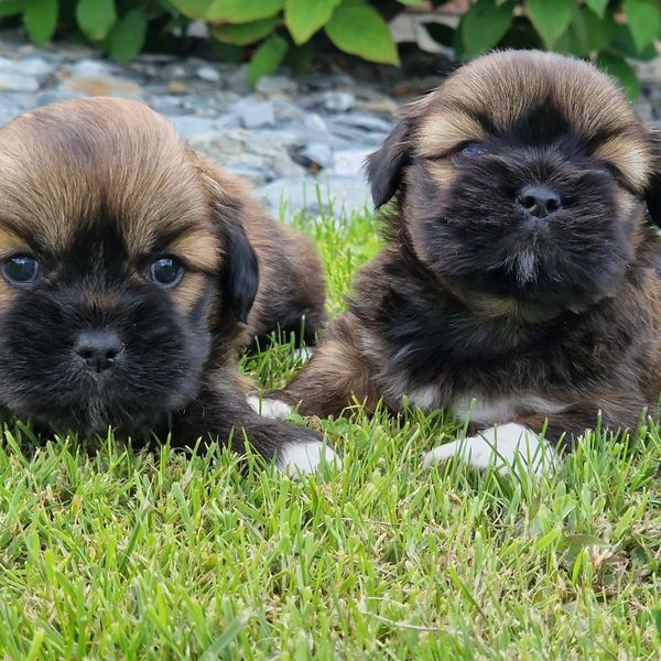 chiots-lhassa-apso-dans-l-herbe