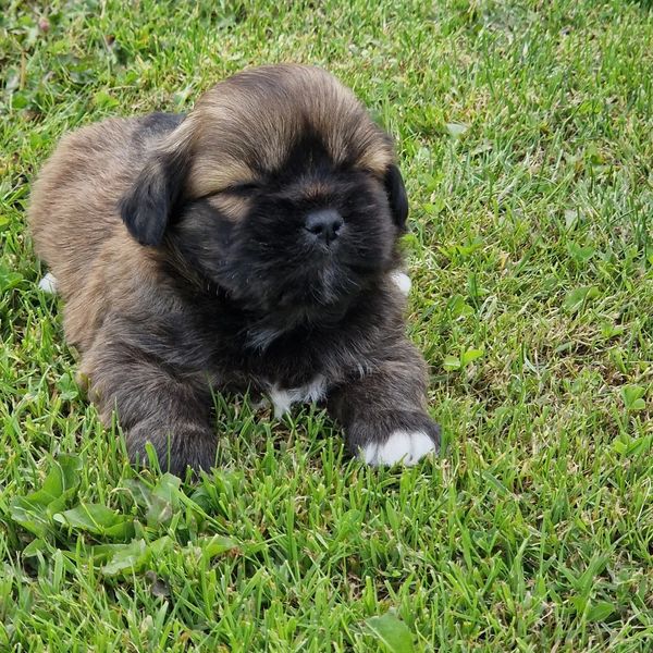 chiots-lhassa-apso-dans-l-herbe