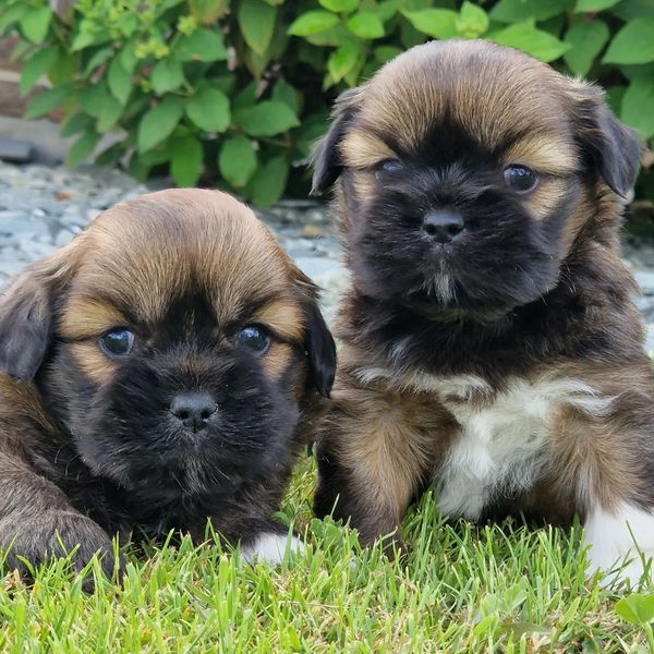 chiots-lhassa-apso-dans-l-herbe