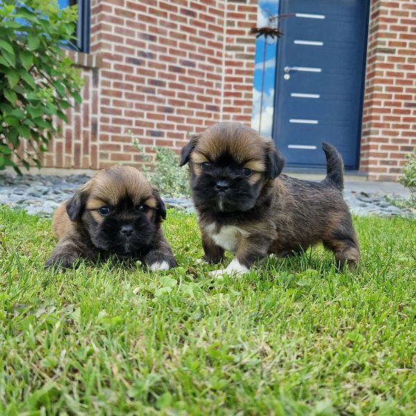 chiots-lhassa-apso-dans-l-herbe