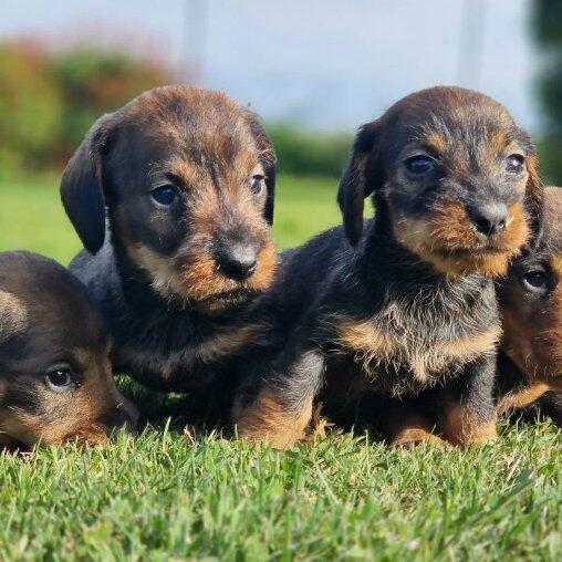 chiot-teckel-nain-a-poils-durs-portee-de-nadia-et-noucart-elevage-du-hameau-de-crecques