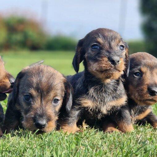 chiot-teckel-nain-a-poils-durs-portee-de-nadia-et-noucart-elevage-du-hameau-de-crecques