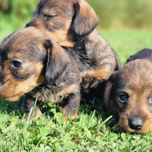 chiot-teckel-nain-a-poils-durs-portee-de-nadia-et-noucart-elevage-du-hameau-de-crecques