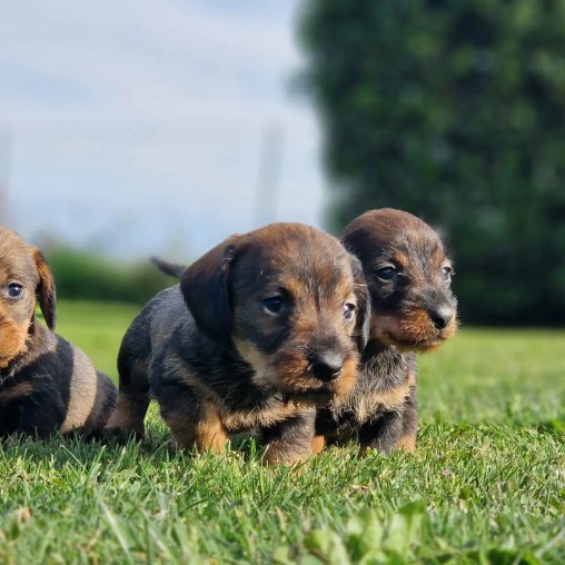 chiot-teckel-nain-a-poils-durs-portee-de-nadia-et-noucart-elevage-du-hameau-de-crecques