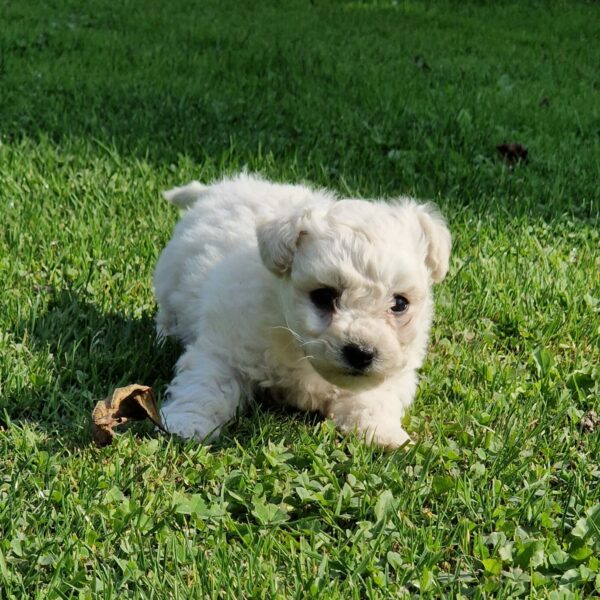 Chiot bichon frisé dans l'herbe