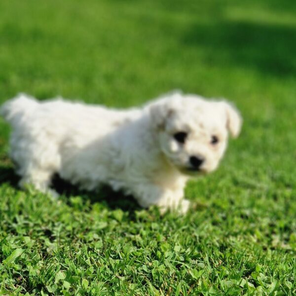 Chiot bichon frisé dans l'herbe