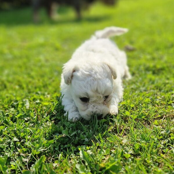 Chiot bichon frisé dans l'herbe