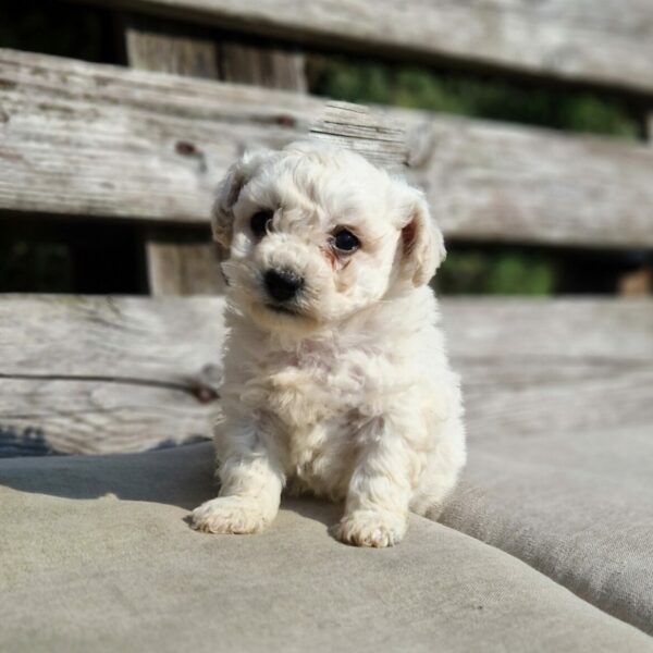 Chiot bichon frisé dans l'herbe