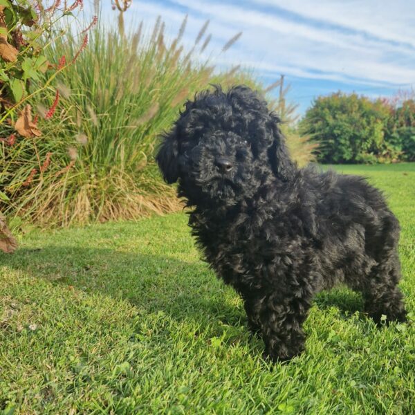 Chiot caniche noir