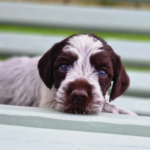 Chiots Griffon Korthals