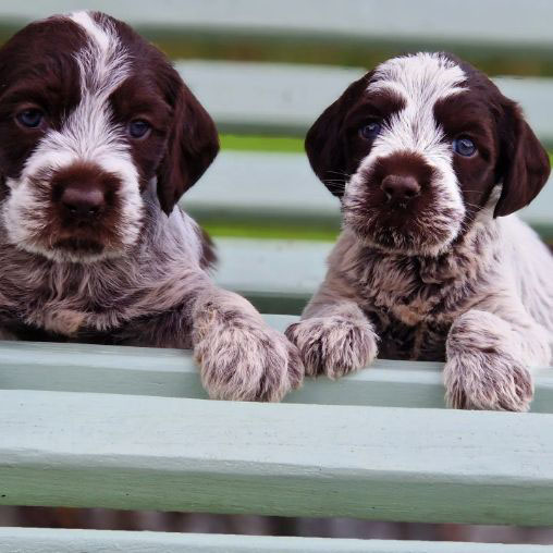 Chiots Griffon Korthals