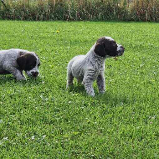 Chiots Griffon Korthals