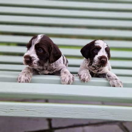 Chiots Griffon Korthals