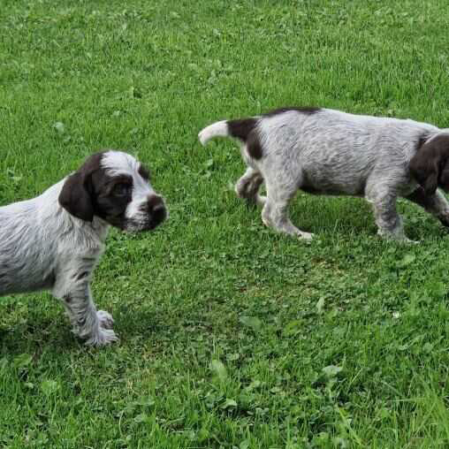 Chiots Griffon Korthals