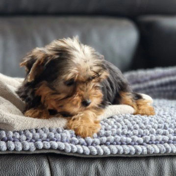 Chiot Yorkshire terrier