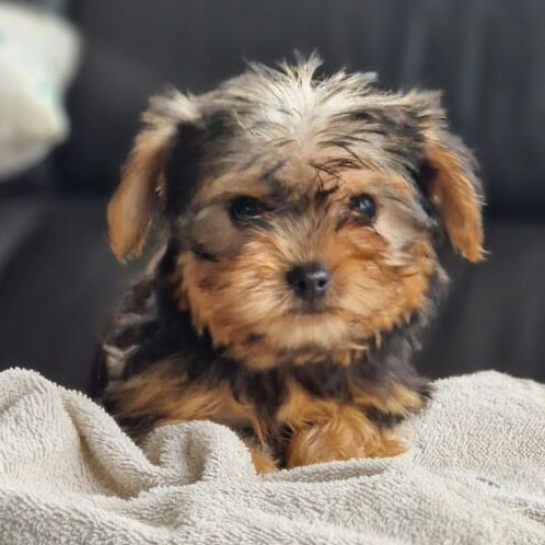 Chiot Yorkshire terrier