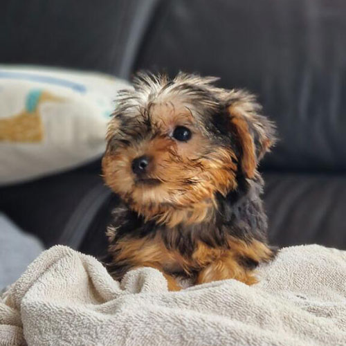 Chiot Yorkshire terrier